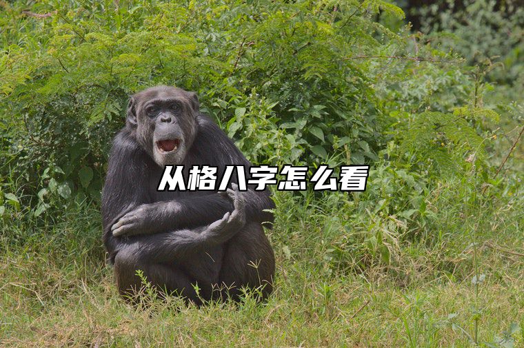 从格八字怎么看？