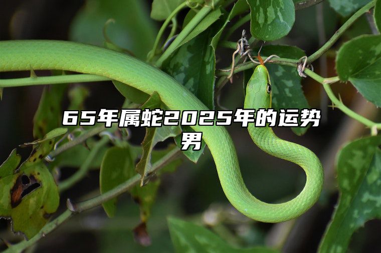 65年属蛇2025年的运势男 65年属蛇未来十年运势