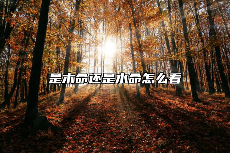 是木命还是水命怎么看 怎么知道是木命