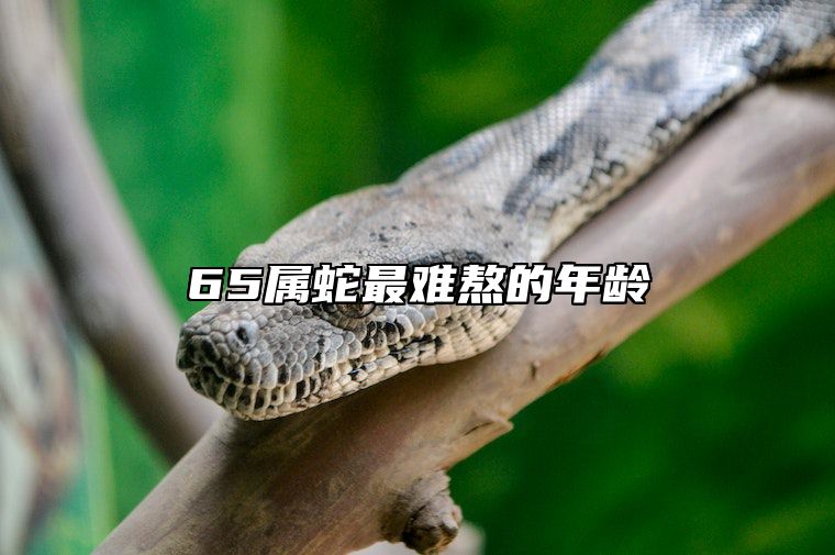 65属蛇最难熬的年龄 65岁属蛇