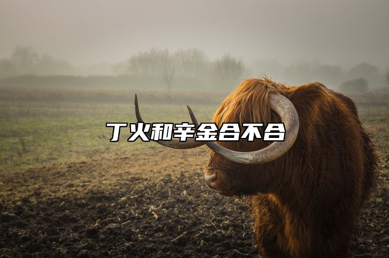 丁火和辛金合不合 丁火命和辛金命