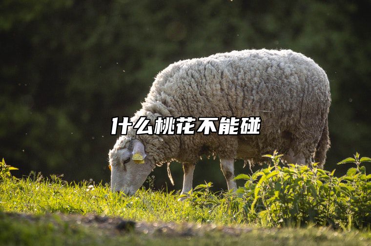 什么桃花不能碰 