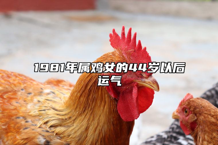 1981年属鸡女的44岁以后运气 1981年属鸡女的44岁以后运气怎么样