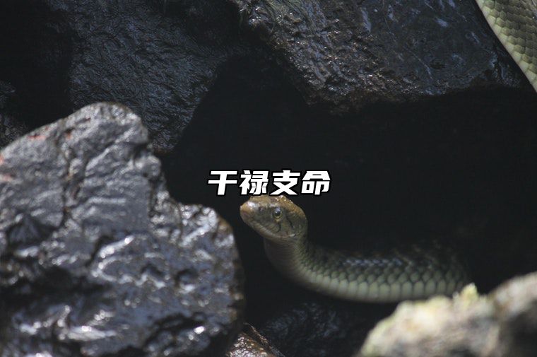 干禄支命 干禄支命纳音身在主旺之地,必有富贵之命运