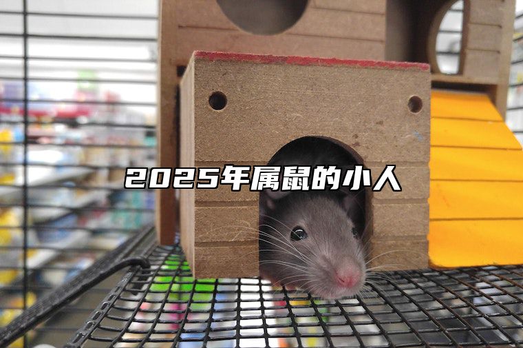 2025年属鼠的小人 鼠2025财运大爆发的一年