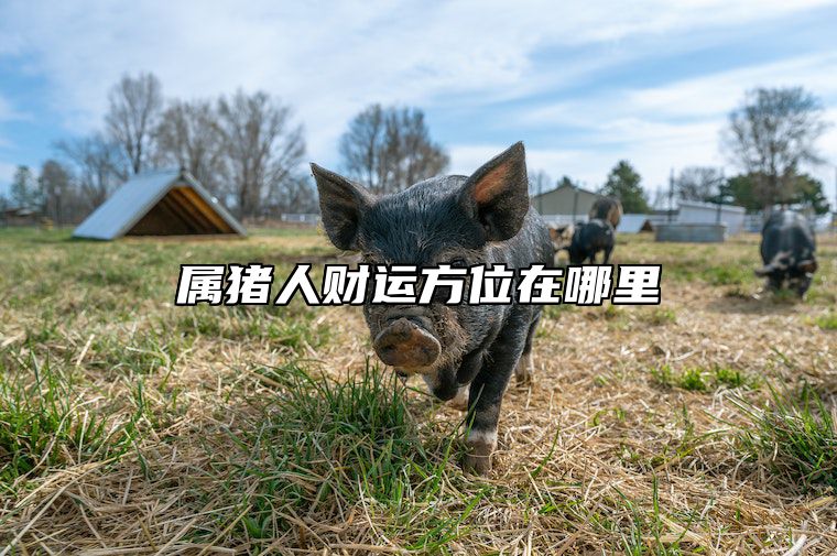 属猪人财运方位在哪里 属猪的财运在哪个方向 属猪财运方位查询表