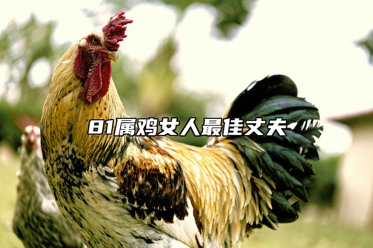 81属鸡女人最佳丈夫 81属鸡女人的缺点和优点