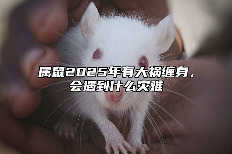 属鼠2025年有大祸缠身，会遇到什么灾难 属鼠人2025年的命运
