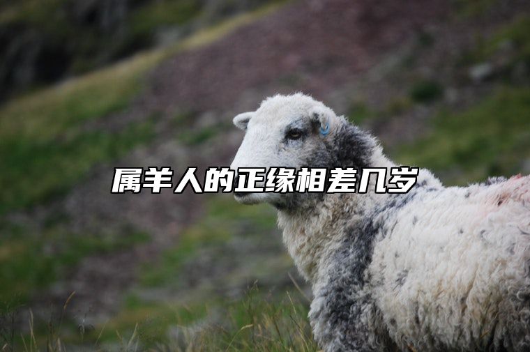 属羊人的正缘相差几岁 注定很爱属相羊女的男人