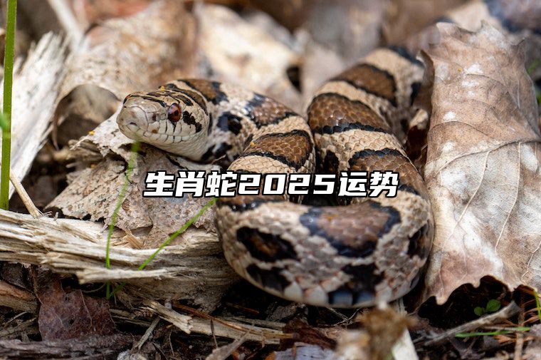 生肖蛇2025运势 生肖蛇2025运势及运程