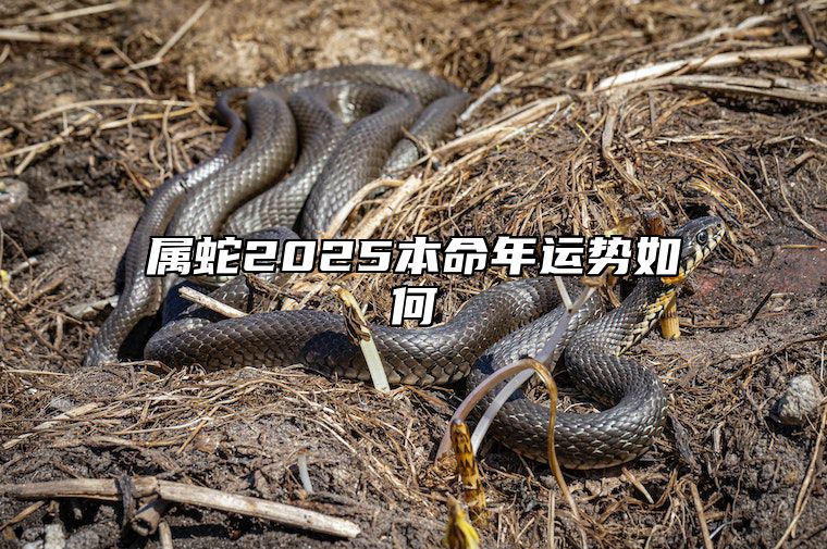 属蛇2025本命年运势如何 属龙2025年本命年运势如何