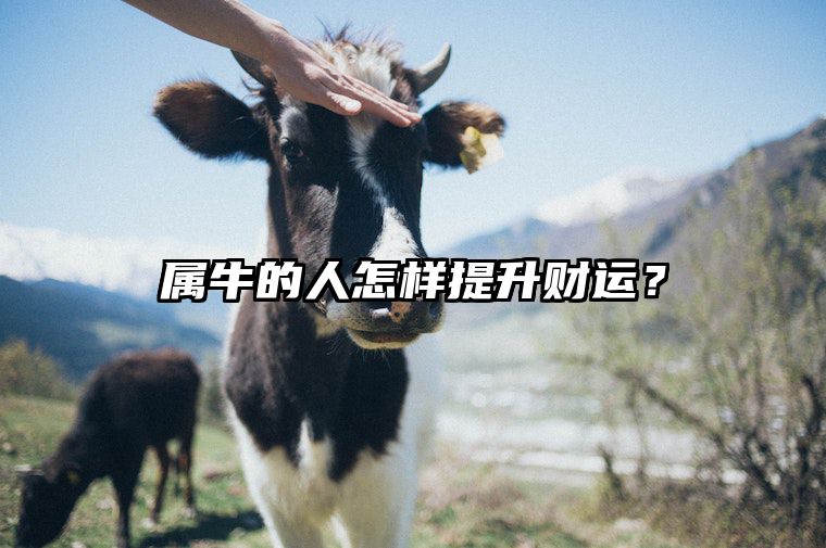 属牛的人怎样提升财运？ 属牛的怎样提升运气