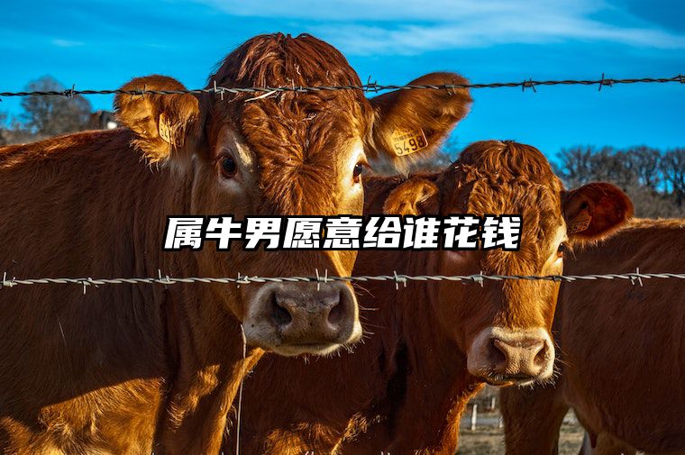属牛男愿意给谁花钱 属牛男一见钟情的生肖