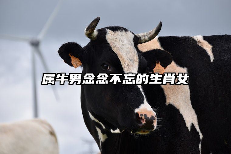 属牛男念念不忘的生肖女 属牛男最宠哪个生肖女