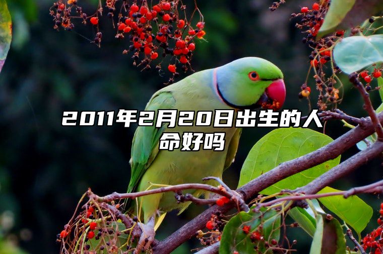2011年2月20日出生的人命好吗 生辰八字运势查询