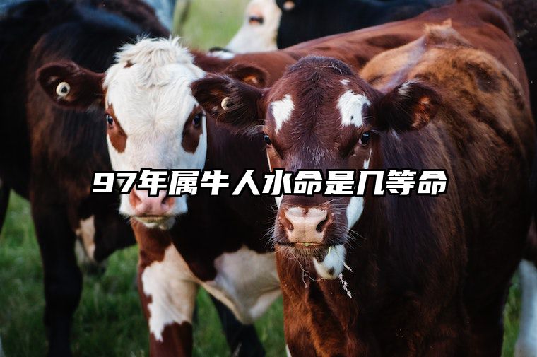 97年属牛人水命是几等命 97属牛最难熬的是哪一年