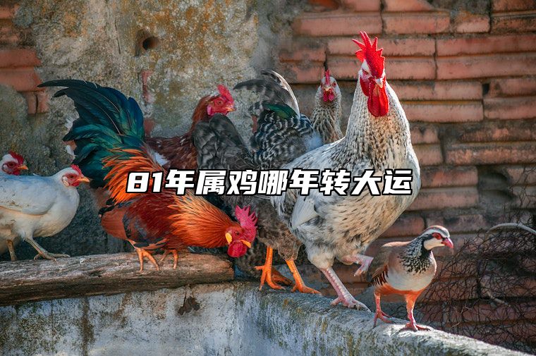 81年属鸡哪年转大运 81年鸡哪年转大运2020做生意可以吗