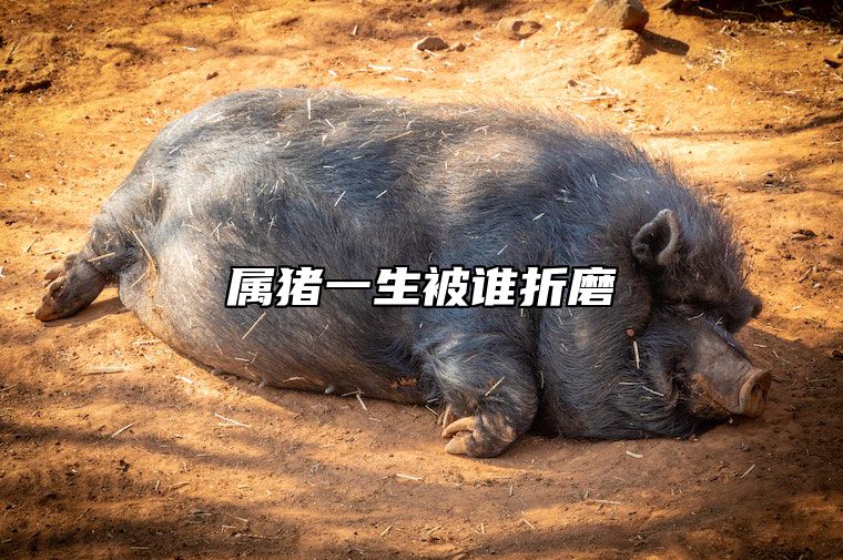 属猪一生被谁折磨 属猪人一生的三次劫难