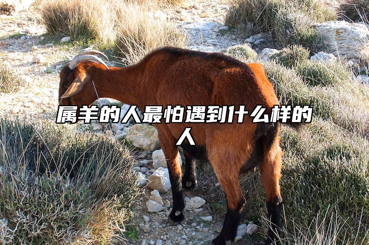 属羊的人最怕遇到什么样的人 属羊的人最怕遇到什么样的人和事情