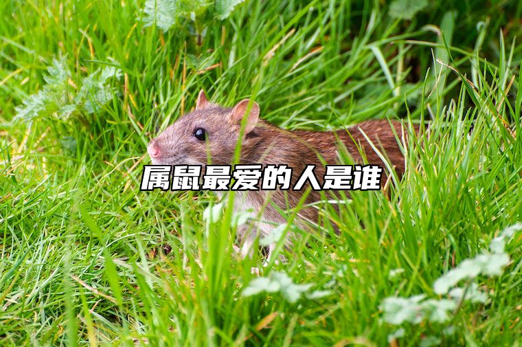 属鼠最爱的人是谁 属鼠老了靠谁养老