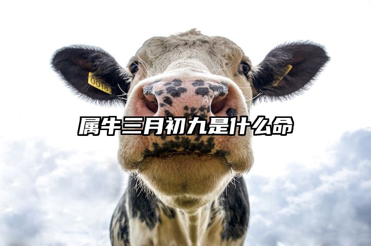 属牛三月初九是什么命 属牛三月初九出生的命运