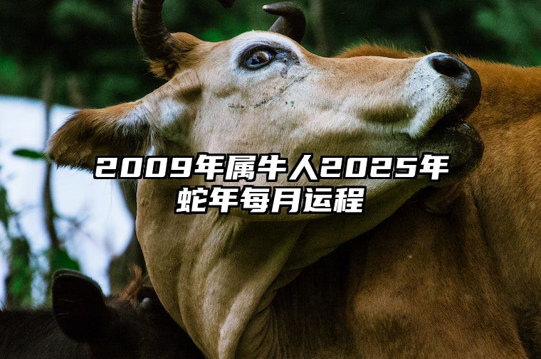 2009年属牛人2025年蛇年每月运程