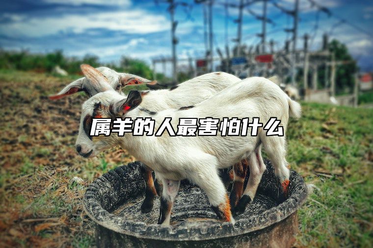 属羊的人最害怕什么 属羊最怕什么月份出生