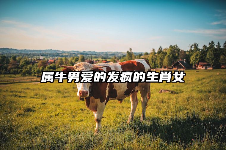 属牛男爱的发疯的生肖女 属牛男心疼哪种女人