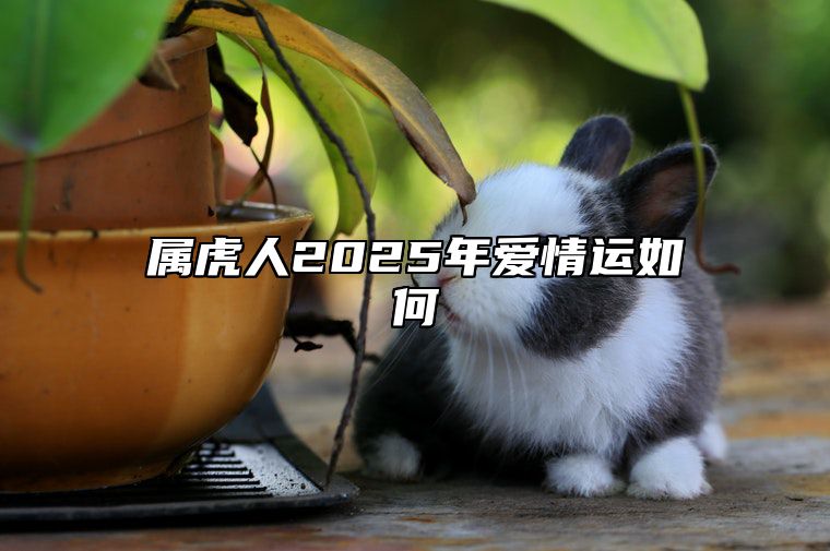 属虎人2025年爱情运如何 属虎的2025年运势如何