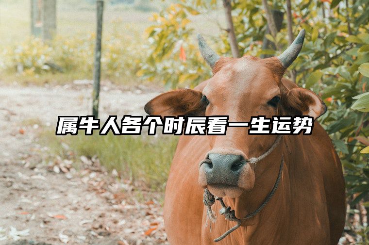 属牛人各个时辰看一生运势 属牛人各个时辰看一生运势和财运