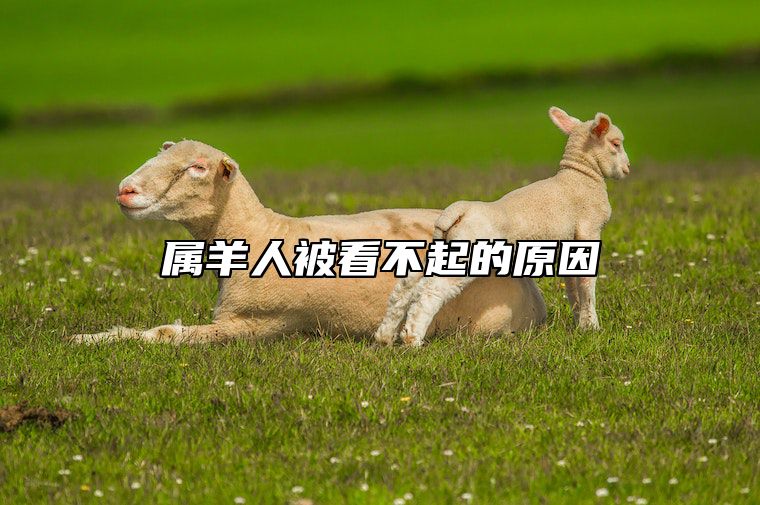 属羊人被看不起的原因 属羊的为什么不受待见