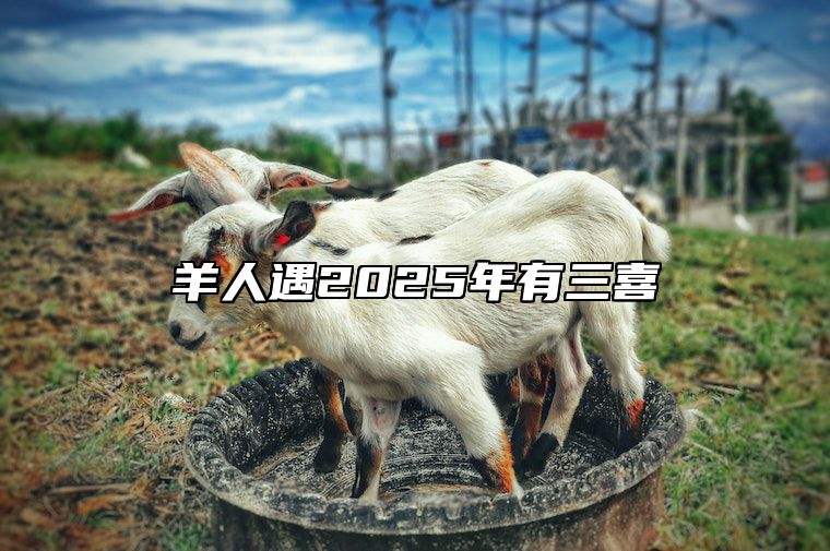羊人遇2025年有三喜 一月羊守空房二月羊三月羊四月羊
