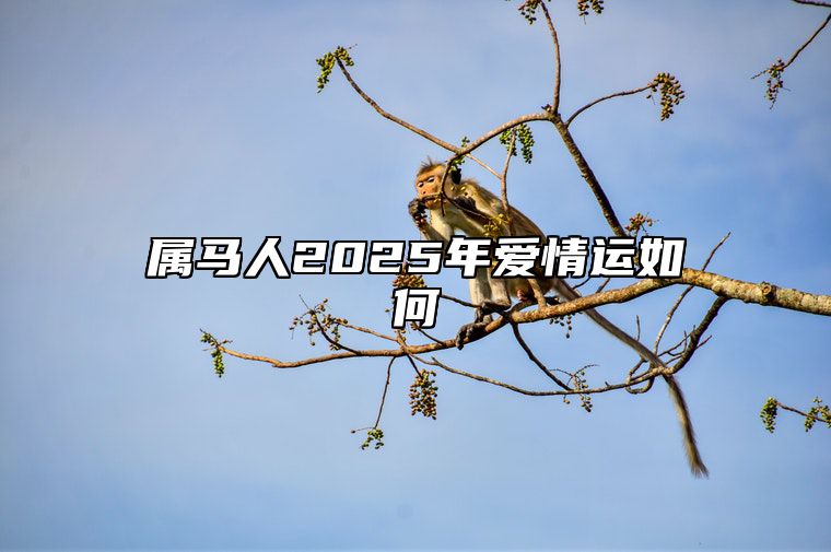 属马人2025年爱情运如何 属马的人2025年的运势及运程