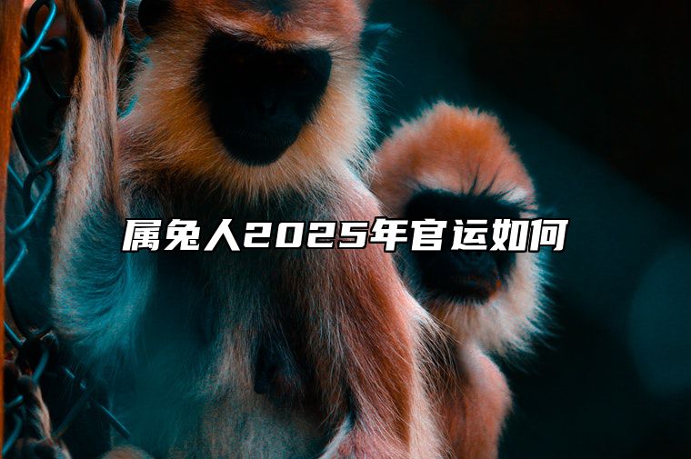 属兔人2025年官运如何 属兔人2025年全年运势