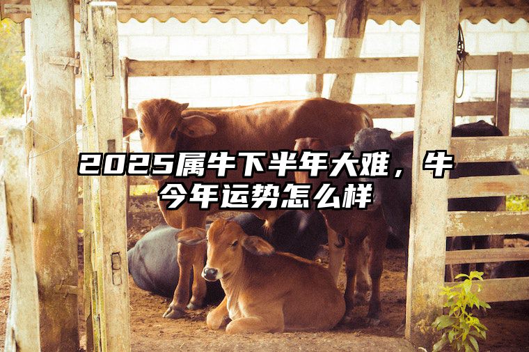 2025属牛下半年大难，牛今年运势怎么样 属牛2025年的运气和财运怎么样
