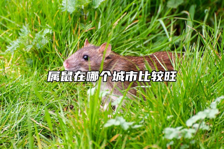 属鼠在哪个城市比较旺 2025属鼠要小心一个人