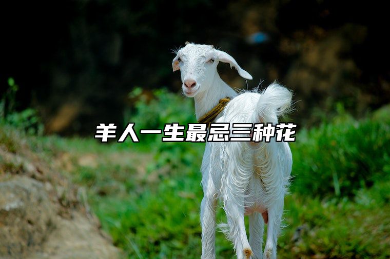 羊人一生最忌三种花 2025年属羊人躲不过的情劫