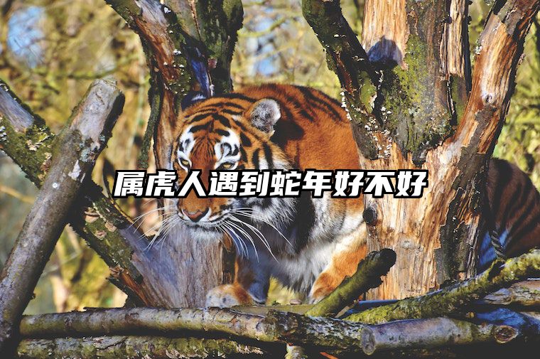属虎人遇到蛇年好不好 属虎人背后的小人是谁