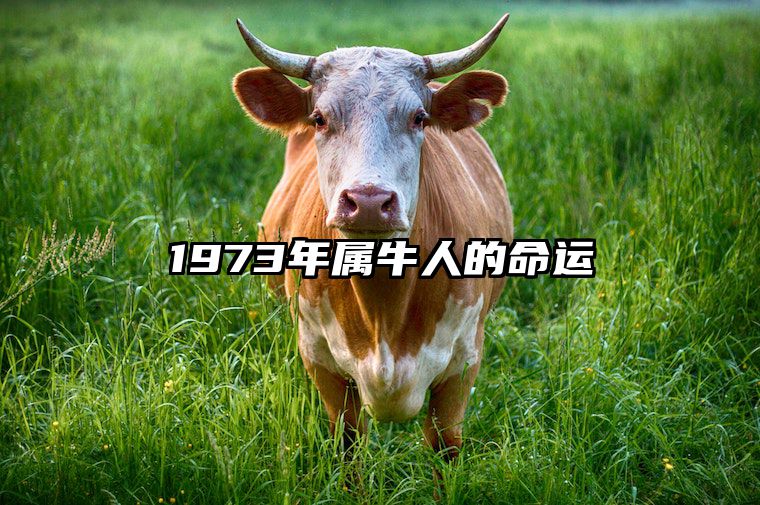 1973年属牛人的命运