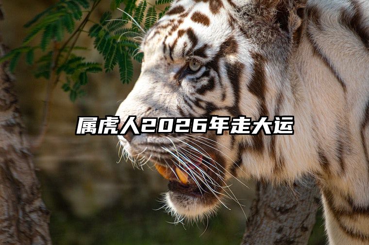 属虎人2026年走大运 属虎人2026年走大运好吗
