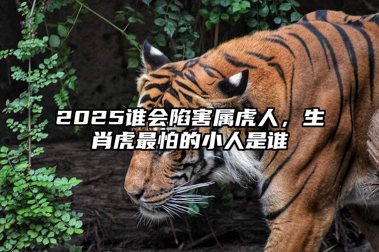 2025谁会陷害属虎人，生肖虎最怕的小人是谁 生肖虎最怕哪个生肖