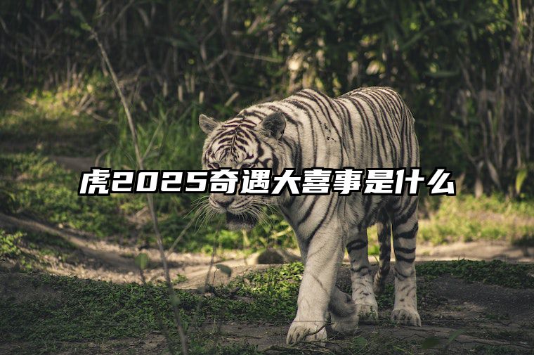 虎2025奇遇大喜事是什么 生肖虎2025年运势及运程