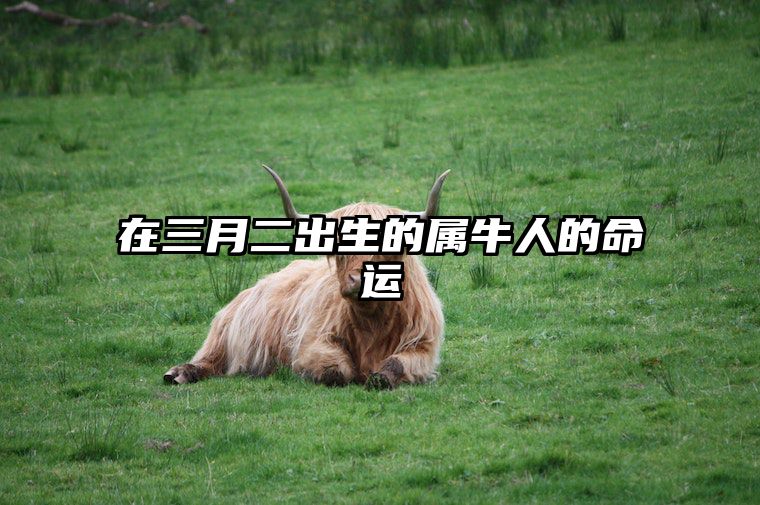 在三月二出生的属牛人的命运