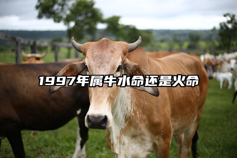 1997年属牛水命还是火命