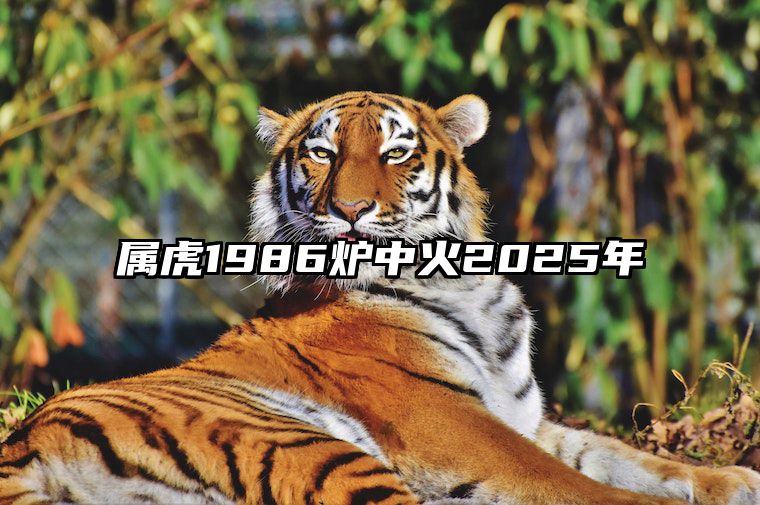 属虎1986炉中火2025年 属虎1986炉中火2025年佩戴什么