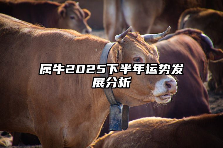 属牛2025下半年运势发展分析