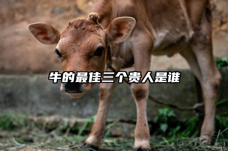 牛的最佳三个贵人是谁 属牛人命中注定的情人