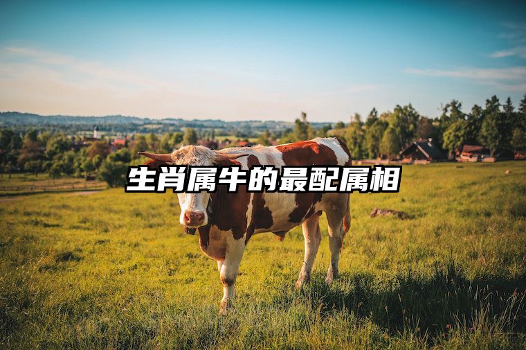 生肖属牛的最配属相 属牛的生肖配对