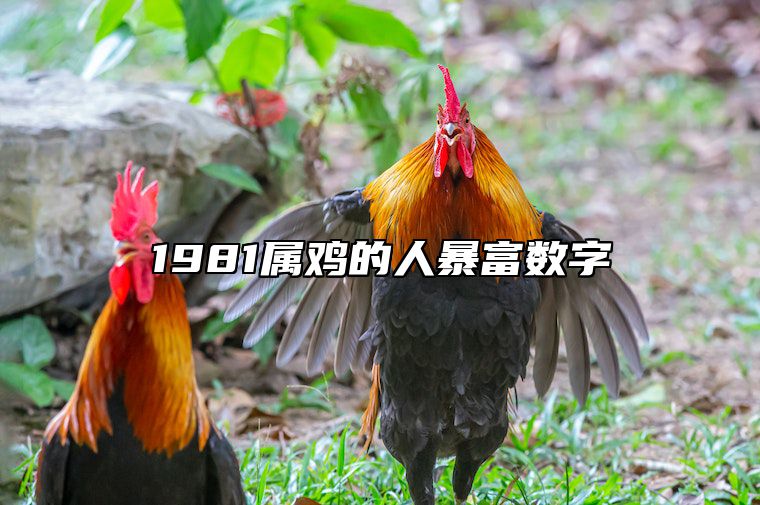 1981属鸡的人暴富数字 81属鸡女人最佳取名