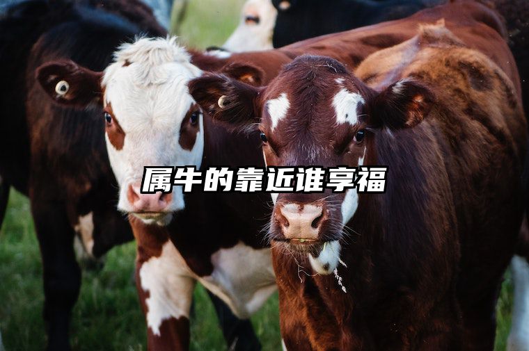 属牛的靠近谁享福 属牛人的靠山是谁